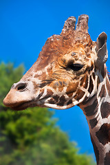 Image showing Giraffe