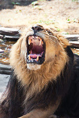 Image showing Lion