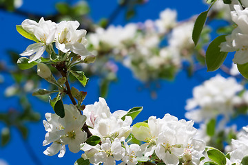 Image showing Apple flowers