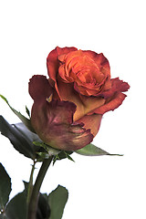 Image showing Rose