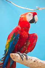 Image showing Ara parrot