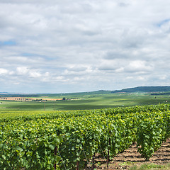 Image showing Vineyard landscape, Montagne de Reims, France