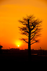 Image showing Silhouette Tree 