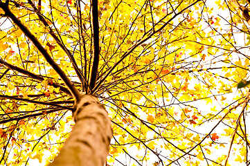 Image showing Autumn Maple Tree