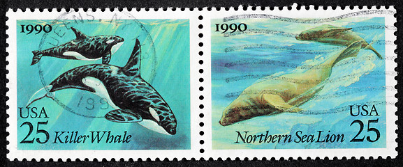 Image showing Whale and Sea Lion