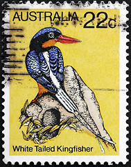 Image showing White Tailed Kingfisher