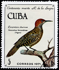 Image showing Fernandina's Flicker