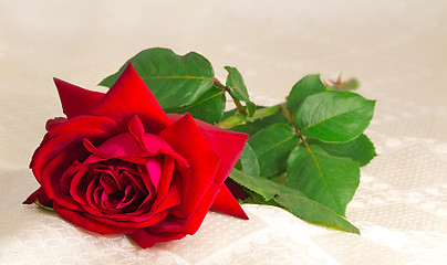 Image showing Flower red rose with the leaves on the background of white silk.