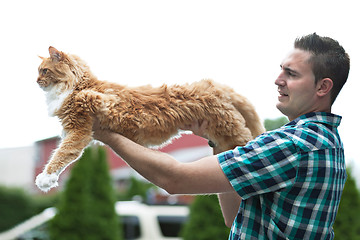 Image showing Yellow Maine Coon Cat