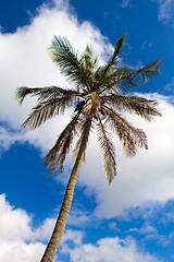 Image showing Bermuda Palm Tree