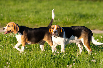 Image showing Beagle dogs