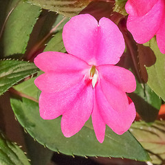 Image showing Impatiens New Guinea flower