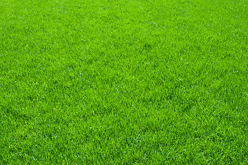 Image showing Green grass