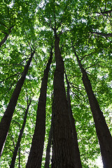 Image showing Green forest