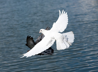 Image showing White pigeon