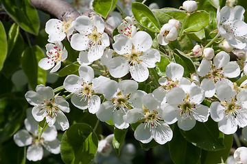 Image showing Apple flowers