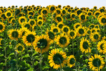 Image showing Sunflowers