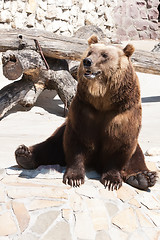 Image showing Bear