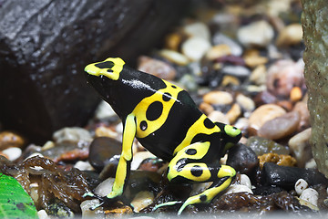 Image showing Dendrobates frog