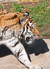 Image showing Tiger