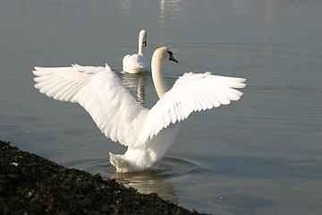 Image showing Swans