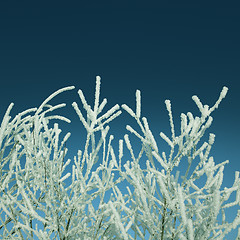 Image showing frost winter branches - vintage retro style