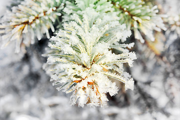 Image showing Frozen twigs of pine macro