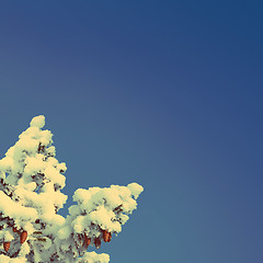Image showing blue sky background with christmas fir - vintage retro style