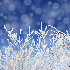 Image showing frost winter branches and snow under blue sky