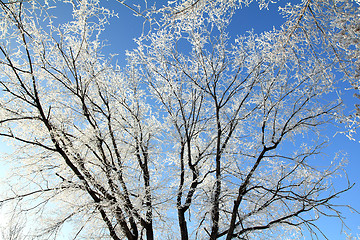 Image showing Frozen tree branches