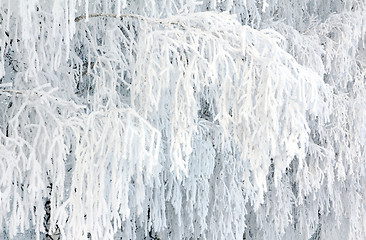 Image showing birch branches covered with frost