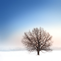 Image showing winter bare tree