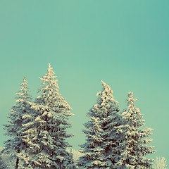 Image showing fir trees with snow under sky - vintage retro style