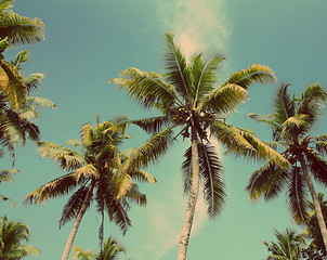 Image showing palms under blue sky - vintage retro style