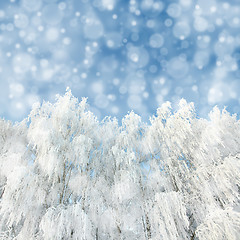 Image showing snowfall and winter woods background