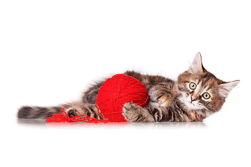 Image showing Kitten with red clew of thread