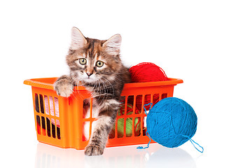 Image showing Kitten with clews of thread