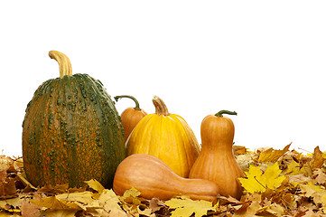 Image showing Ripe pumpkins