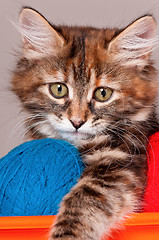 Image showing Kitten with clews of thread