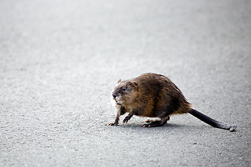 Image showing muskrat