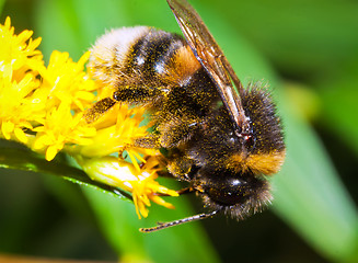 Image showing Bumblebee