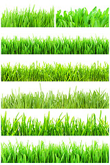 Image showing Green grass