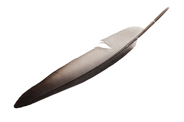 Image showing Quill