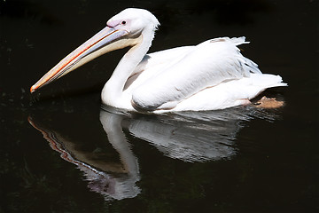 Image showing Pelican