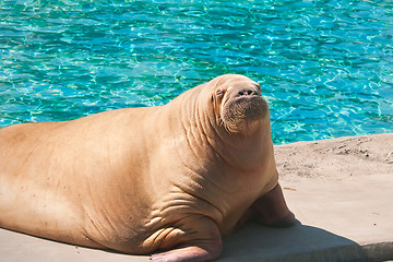 Image showing Walrus