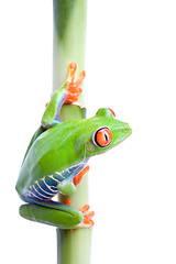 Image showing frog on bamboo