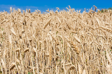 Image showing Wheat field