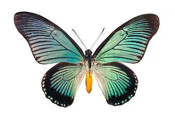 Image showing Butterfly Papilio Zalmoxis