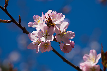 Image showing Cherry blossom