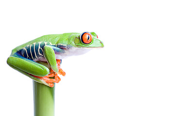 Image showing frog on top of the world